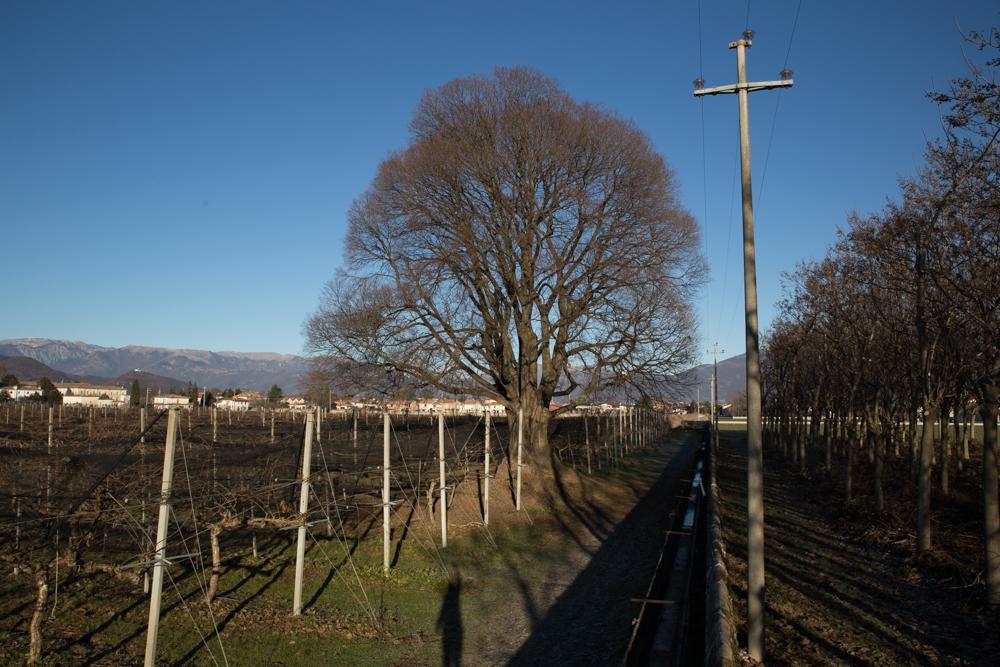 Bed and Breakfast Al Bagolaro Crocetta del Montello Exterior foto