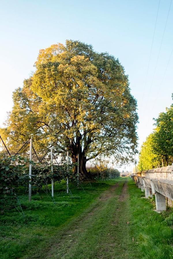 Bed and Breakfast Al Bagolaro Crocetta del Montello Exterior foto