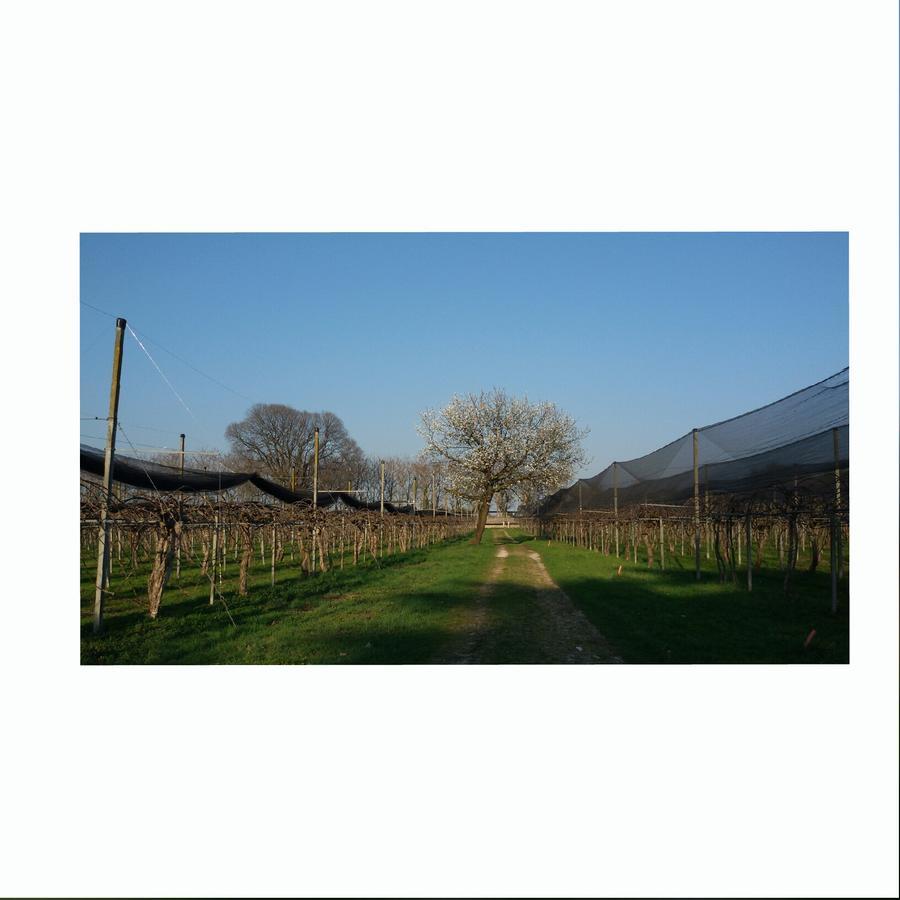 Bed and Breakfast Al Bagolaro Crocetta del Montello Exterior foto